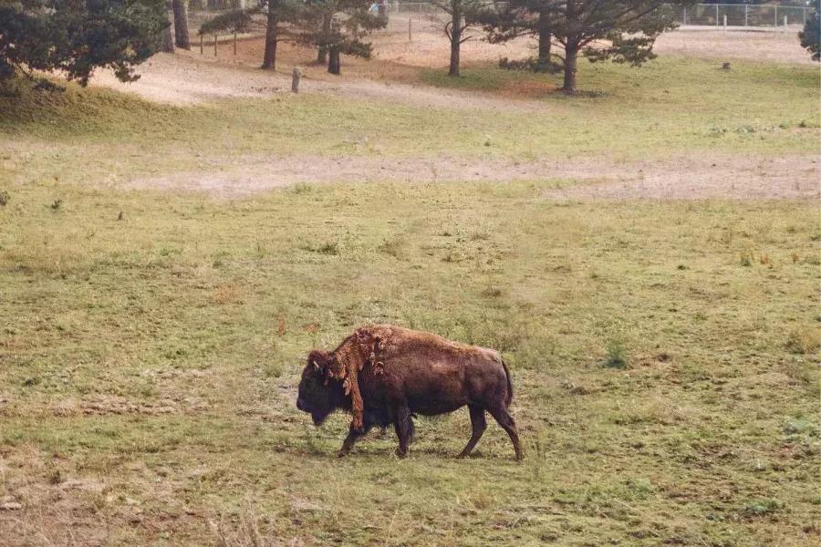 Um único búfalo vagueia no Golden Gate Park Bison Paddock. São Francisco, Califórnia.
